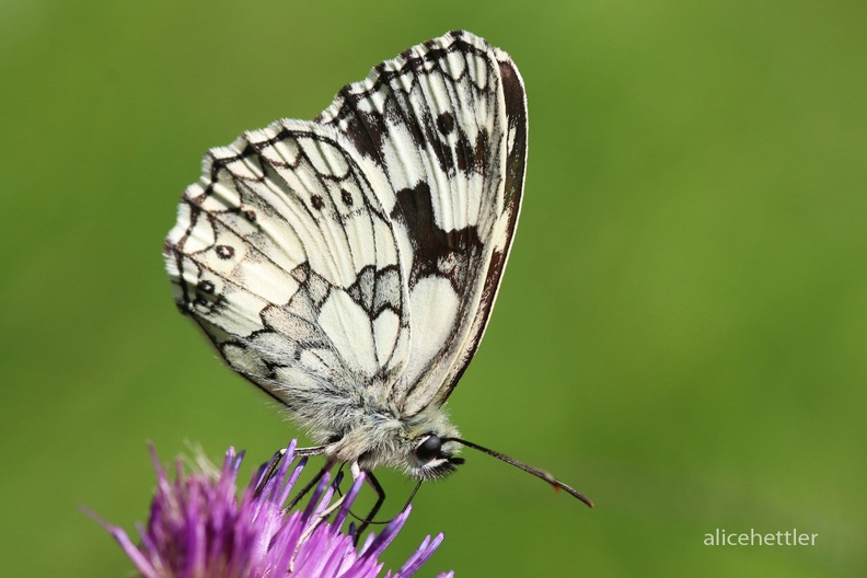 Schachbrettfalter _Melanargia galathea_ 1.jpg